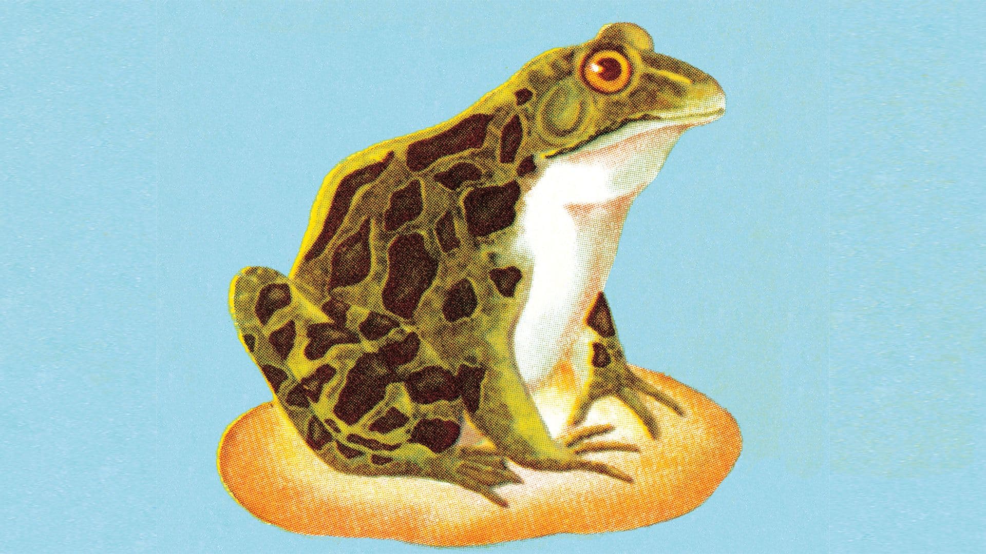 Tiny Based Frog NFT Base chain